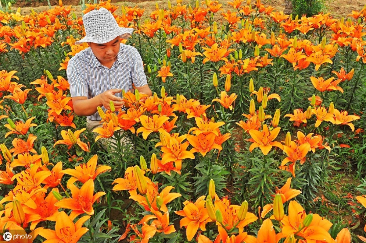 菜市场买斤“小雪球”，种出满盆百合花，现在种，春节就盛开百合花的花期时长！