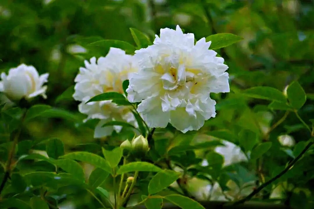 荼蘼花～枝梢茂盛，花繁香浓，果实入秋红亮，吹到荼蘼花信，春季最后盛放的花—荼蘼