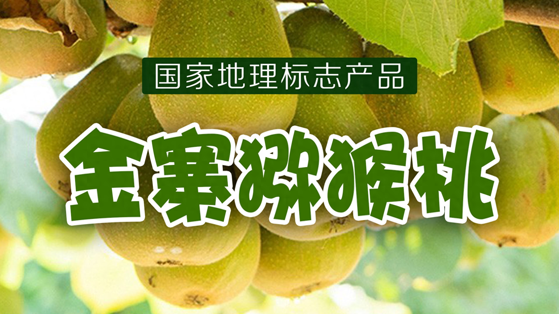 猕猴桃原产地之“金寨猕猴桃”猕猴桃原产地之“金寨猕猴桃”