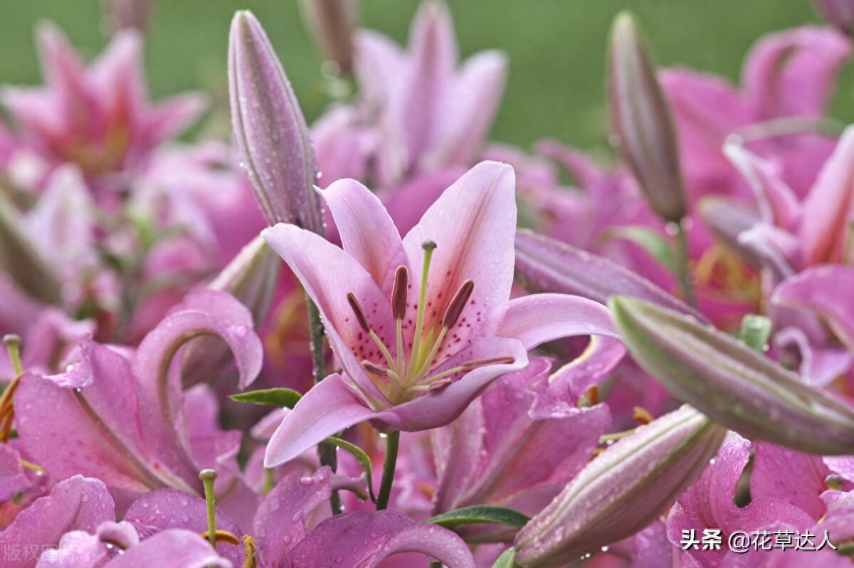 百合花什么时候开花 百合的开花时间百合花枯萎不要扔，一个技巧，让它年年开爆盆