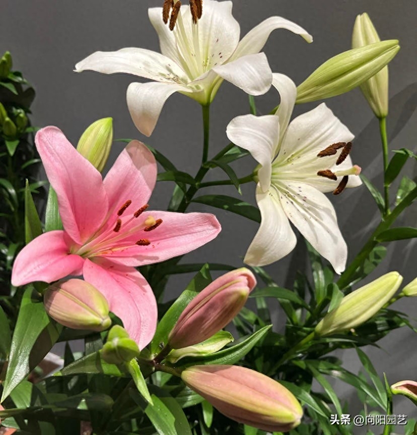 18种百合花2个月就开花，花香味很浓郁种百合花