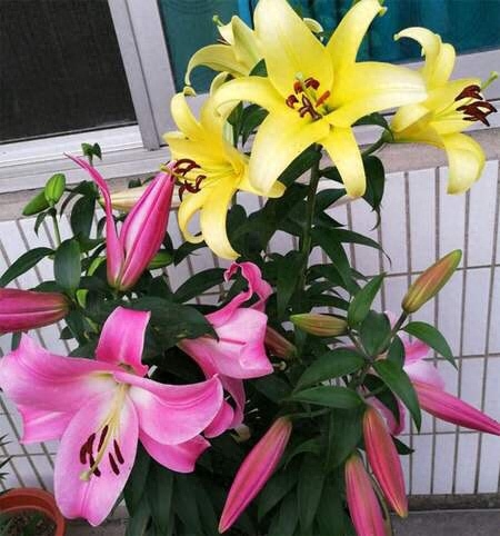12月养一盆它，4个月后就开花，万紫千红真漂亮，耐寒又好养六月的百合花让我活着