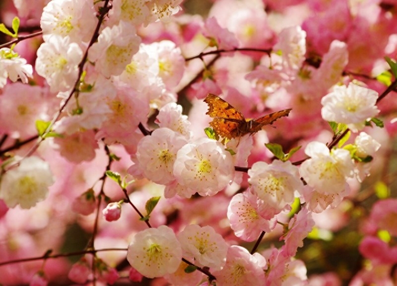 开到荼蘼花事了——荼蘼，末路之美，永昼繁华“荼蘼”本为“末日之花”