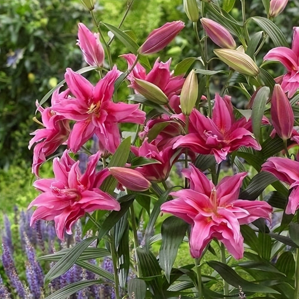 秋天，可以种百合花了，盆栽百合花有3个“养护要点”
