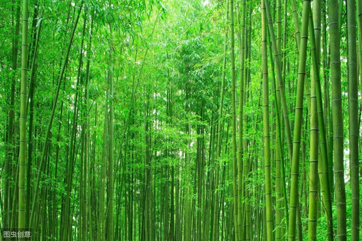 竹迷阵必备攻略｜|与竹有关的成语集锦一亿多年前的活化石在他手里成了“摇钱树”