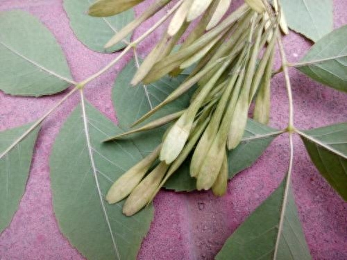 详细阅读:植物的翅果很有意思,可以了解一下木犀科连翘什么时候栽培、采收 植物的翅果很有意思,可以了解一下木犀科连翘什么时候栽培、采收