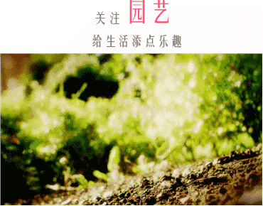 玫瑰品种大集合，送给你！看花听花语