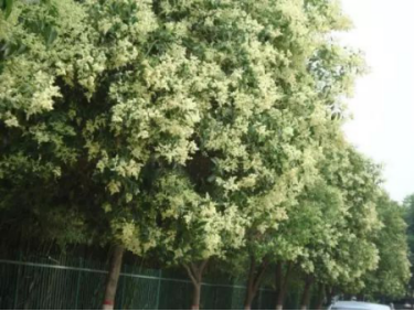 这一味药似是因爱而生为爱而终你认识它们吗
