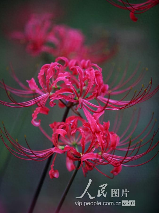 彼岸花绚烂开放 彼岸花凄美，紫罗兰妖冶帅气