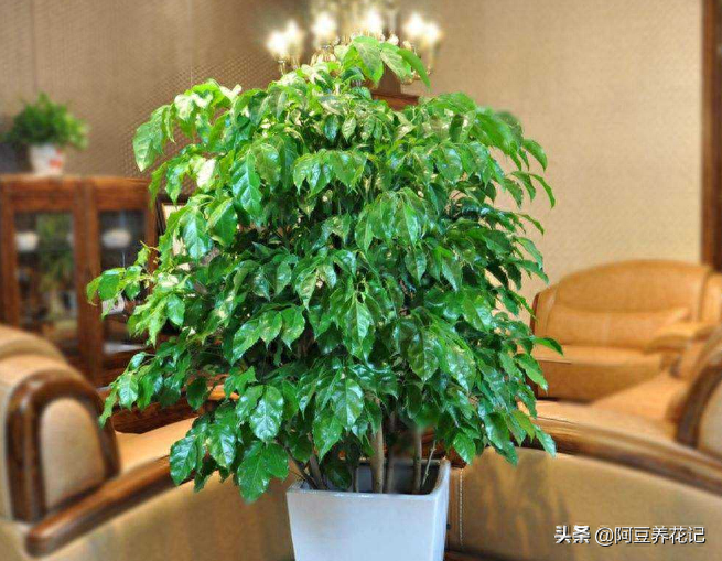 幸福树这样修剪，枝叶生长茂盛且翠绿，幸福树叶片长斑黄叶，学会这三招轻松应对