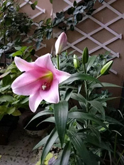 百合花做到这几点,冬天开到爆百合什么时候开花