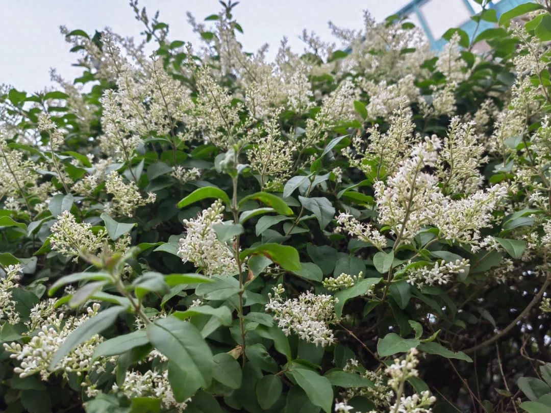 中药材桂花植物功效成分-萜类