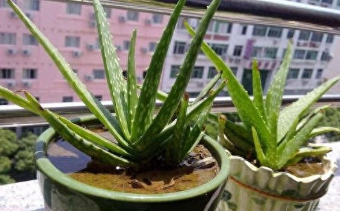 6种花草，适合摆在卧室，增添绿意、舒适自然，助你一觉睡到天亮收藏：63 种对猫咪有毒的绿植