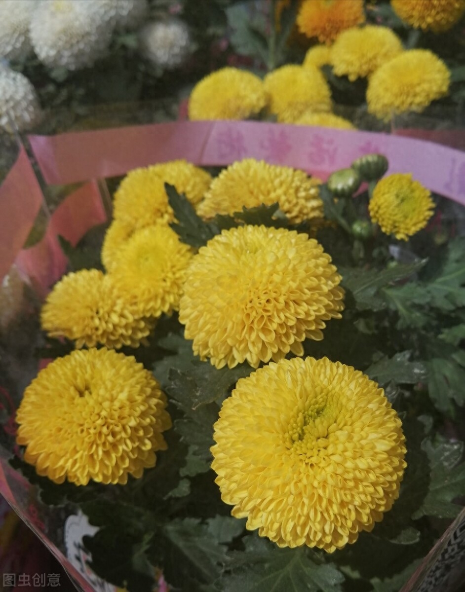乒乓菊养护小技巧，一个月开爆盆不成问题乒乓菊这么养，开花多颜色又漂亮