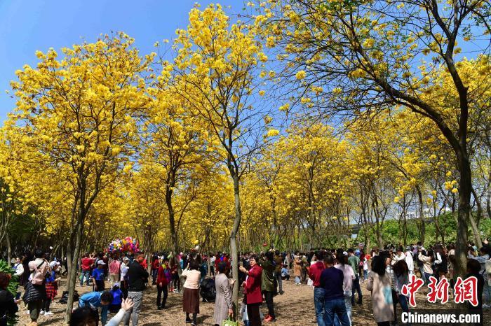 福州：黄花风铃木盛开 成网红打卡地多图 | 一抹春色撩人，黄色风铃花遍布惠州