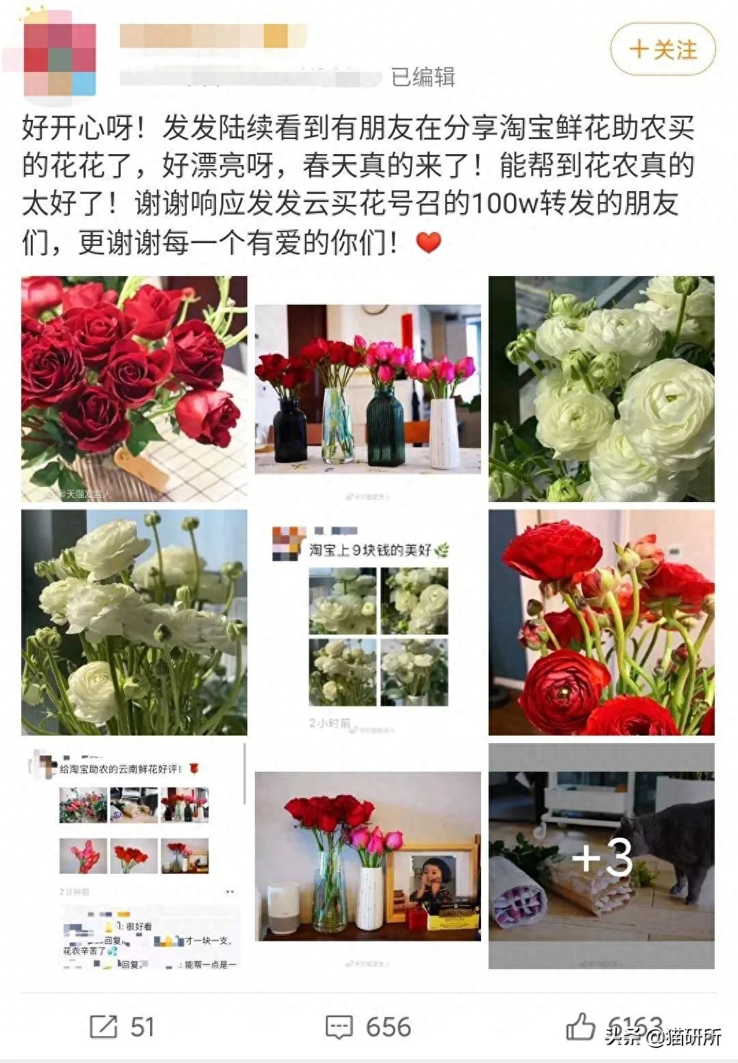 90%的常见花卉都会令猫中毒，剁手买花前，先看看这篇出游踏青