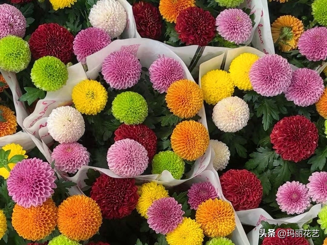 栽培时注意这7点,乒乓菊花期周期变长,花球数量变多,又大又圆超萌的乒乓菊养护送给你