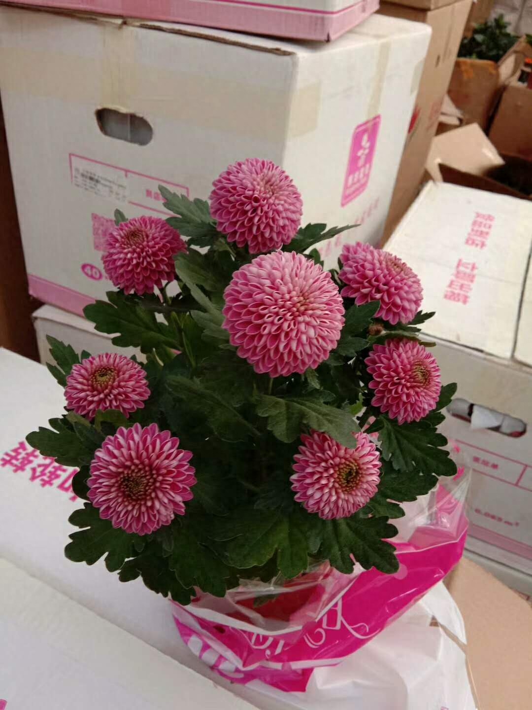 乒乓菊，盆栽佳物，好养易打理，适合秋天养的乒乓菊，上百天的花期是这样做到的