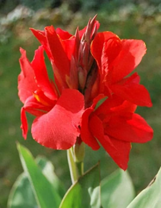 美人蕉，花如其名，“红蕉当美人”，徒骇河湿地植物记（三）荇菜 美人蕉