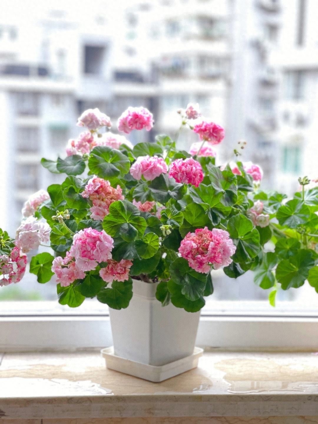 夏天养“3种花”，从春开到秋，花儿红艳艳很灿烂，不怕晒不怕热夏天就养3种花，越晒开花越多