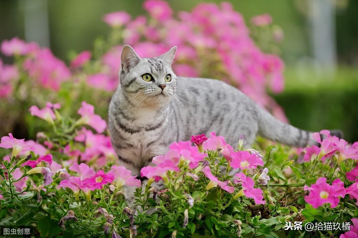 猫咪与花草不可兼得，养猫应该避开哪些植物“雷区”猫咪和绿植就像是鱼和熊掌，如何才能兼得呢