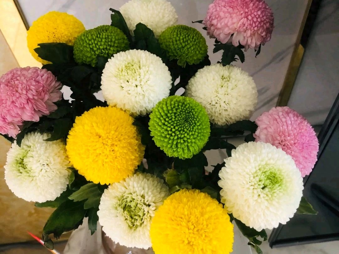 一定要注意这5点，这样能让花球又大又圆养乒乓菊，年年能开花
