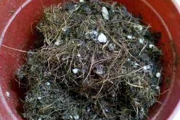 乒乓菊的简单养法！盆栽乒乓菊养阳台上就能年年开花，你还将它养成一次性花卉吗