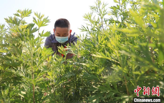 致富“金叶子”这种香草叫菖蒲，全株有毒，却在端午常被人挖起