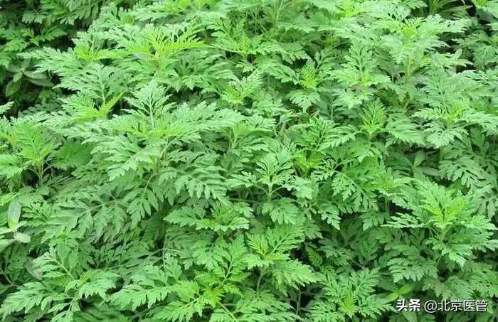关于艾草的那些事艾叶不单单只能挂门上,掌握了这几个用法,老少都受益