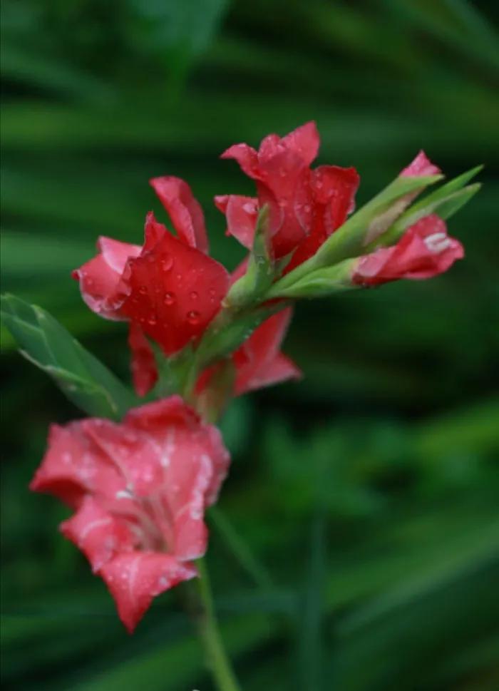 绝美唐菖蒲唐菖蒲（剑兰）植物美学