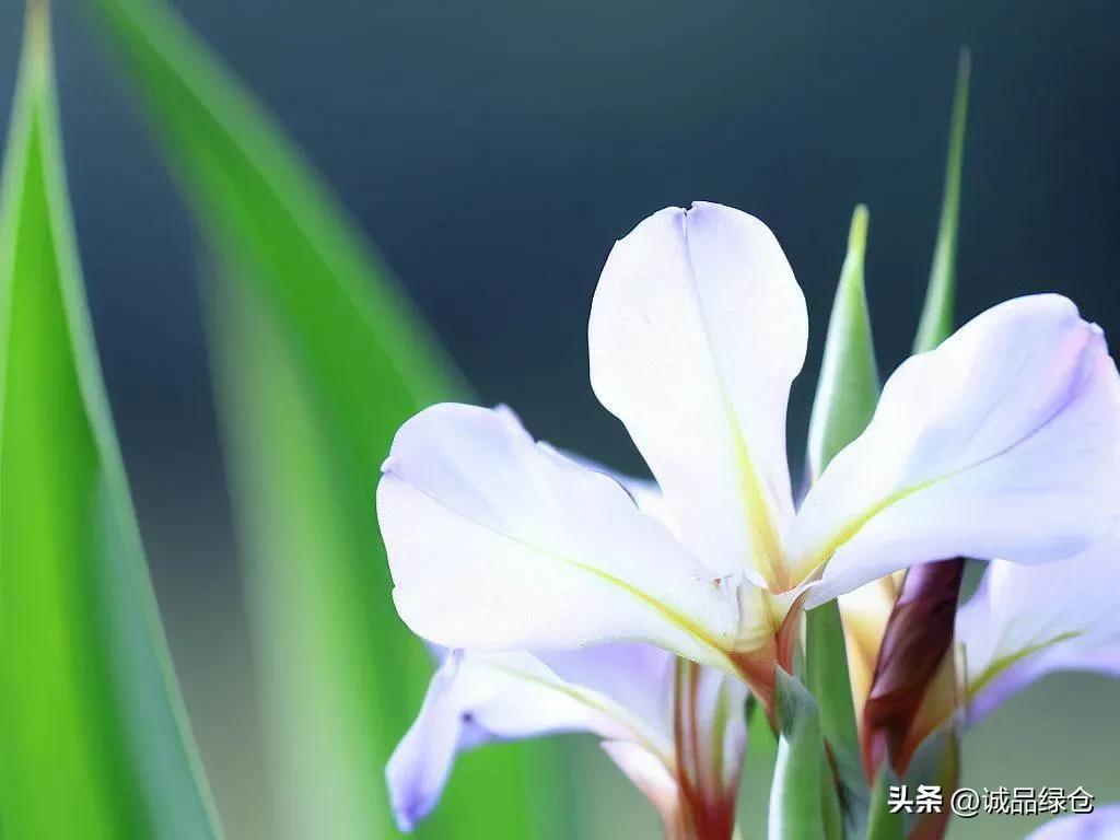 娇艳欲滴的花——唐菖蒲「每日一花」唐菖蒲