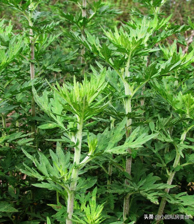 艾草不是蒿，蒿也不是艾草，外观能区分清楚，别搞混了小艾草变“金香叶”