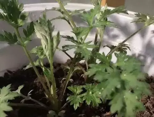 对女性朋友益处多多的艾草，养在家里不仅美观端午节几块钱一把的“小艾草