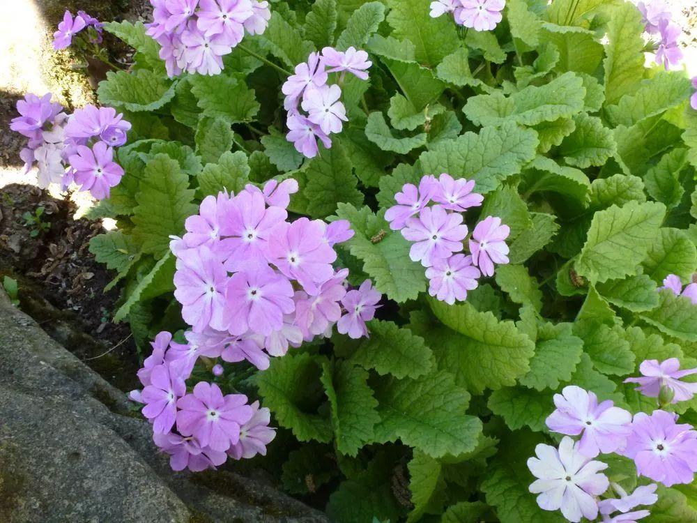 家里种上这10种草本开花植物，一年四季都有不同的花卉观看150种鲜花图谱大全