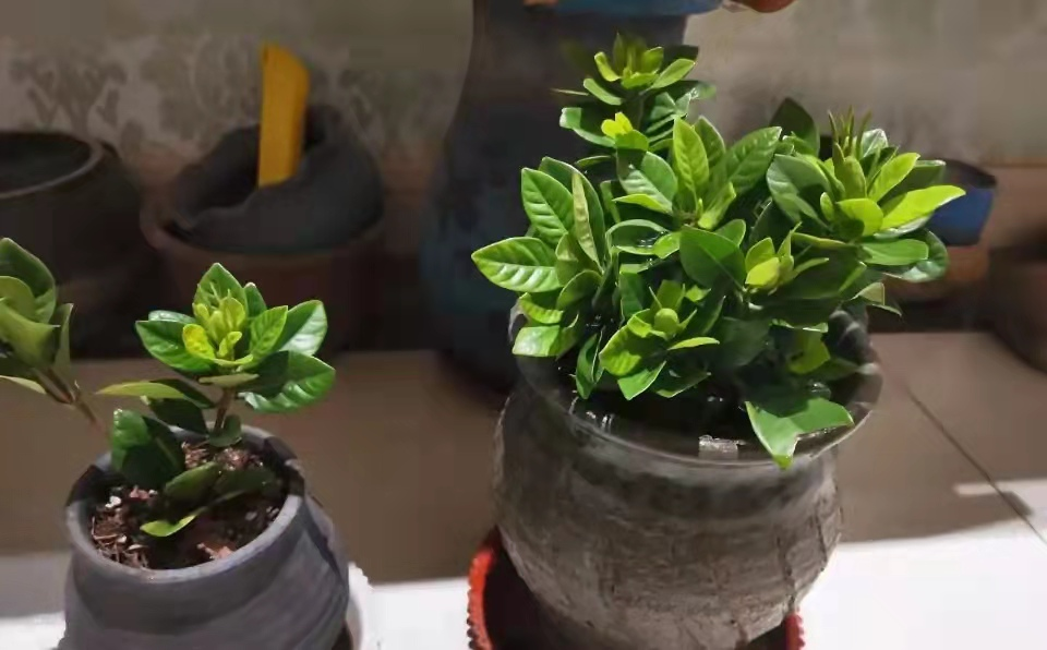 20种花卉的20个常见问题，养花人必看400多种常见花卉图谱，收藏起来