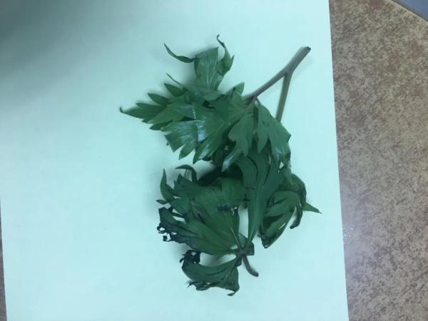 春季踏青 路边的野草不要随便吃舌尖上的艾叶!医生教你怎么吃→