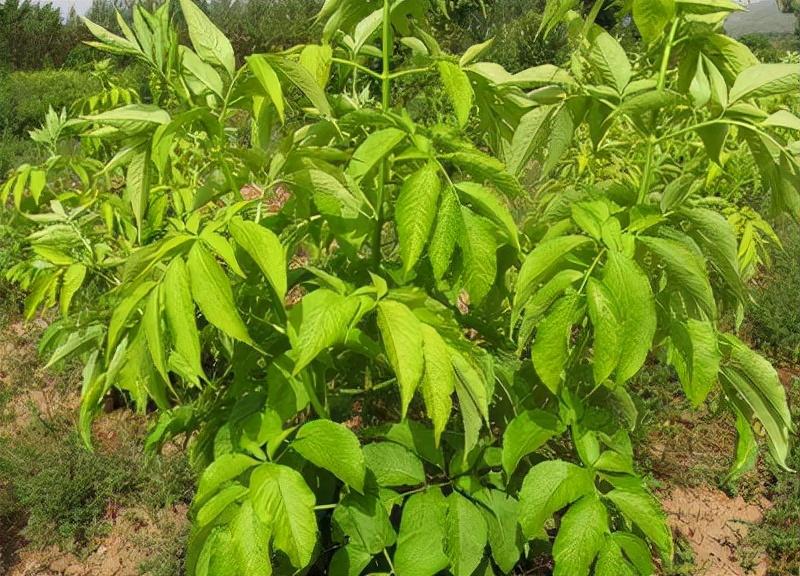 珍稀抗寒彩叶树种——金叶接骨木摄影｜接骨木花开了