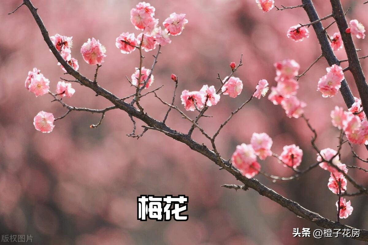 这8种植物花开满枝头,非常漂亮春天7种花回暖就绽放,开花漂亮香味足,想买不要错过好时机