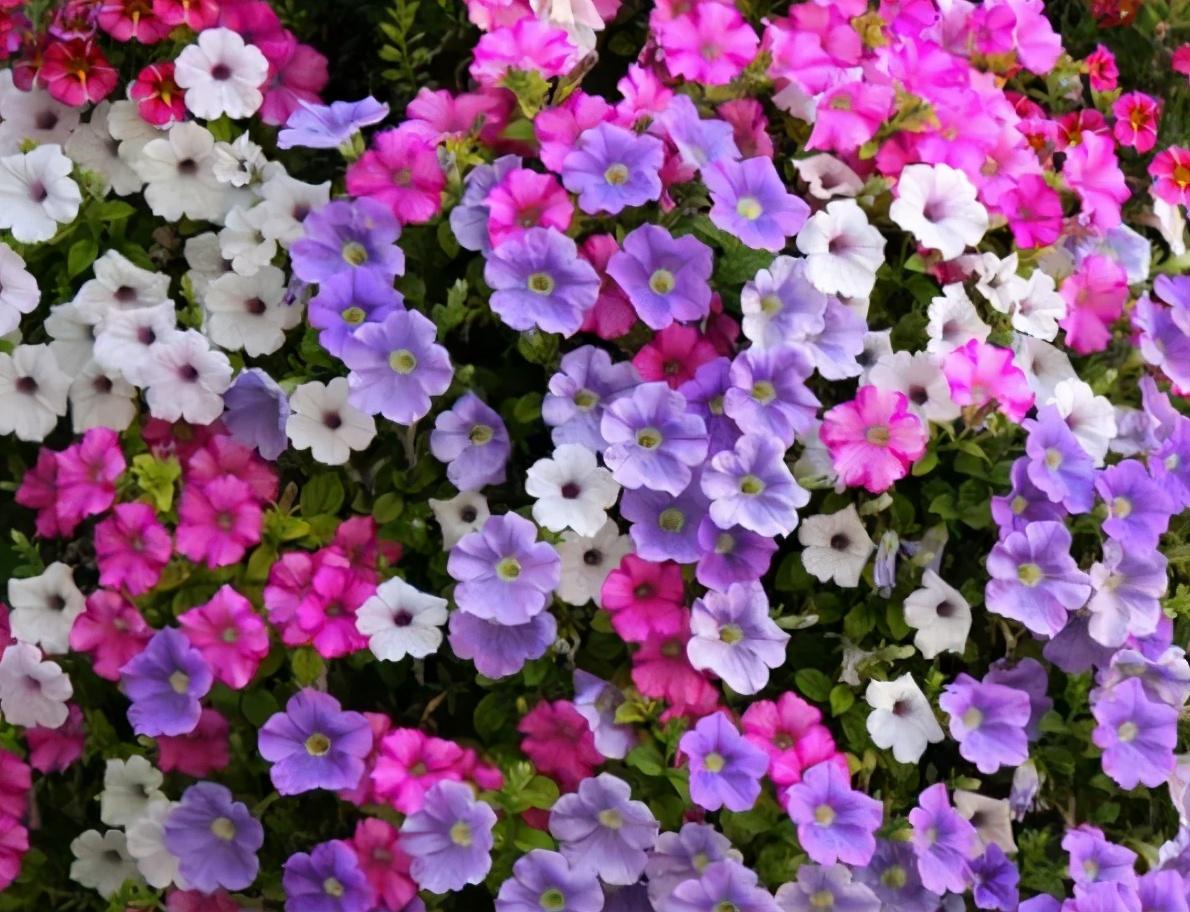 矮牵价格便宜开花美,知道它的“三喜”,做好才能开花爆盆小阳台适合养矮牵牛,20多天爆一茬,还能扦插繁殖
