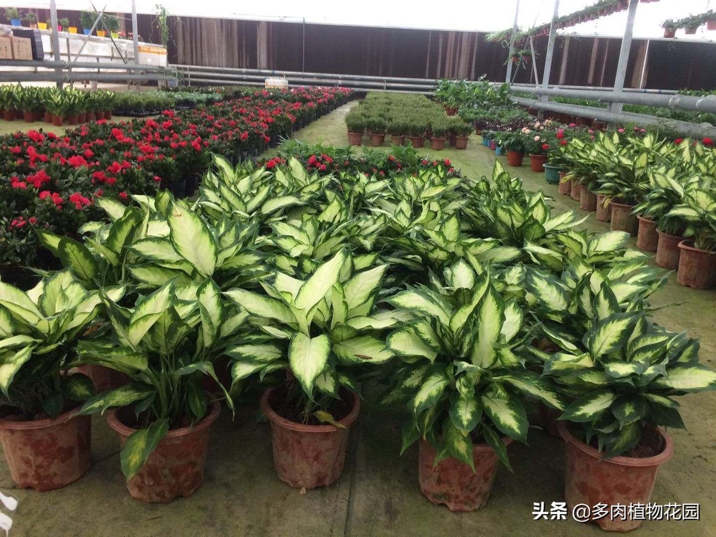 家庭养护花叶万年青，注意这几点，叶片终年碧绿让花叶万年青“绿”上一万年的奥秘