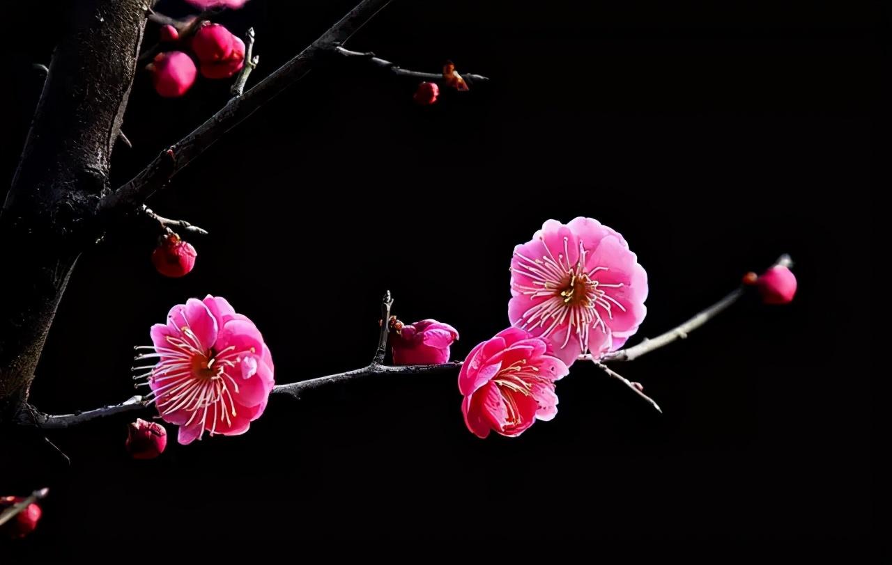 春天来了,你还傻傻分不清桃花、杏花、樱花、梨花、李花、海棠花