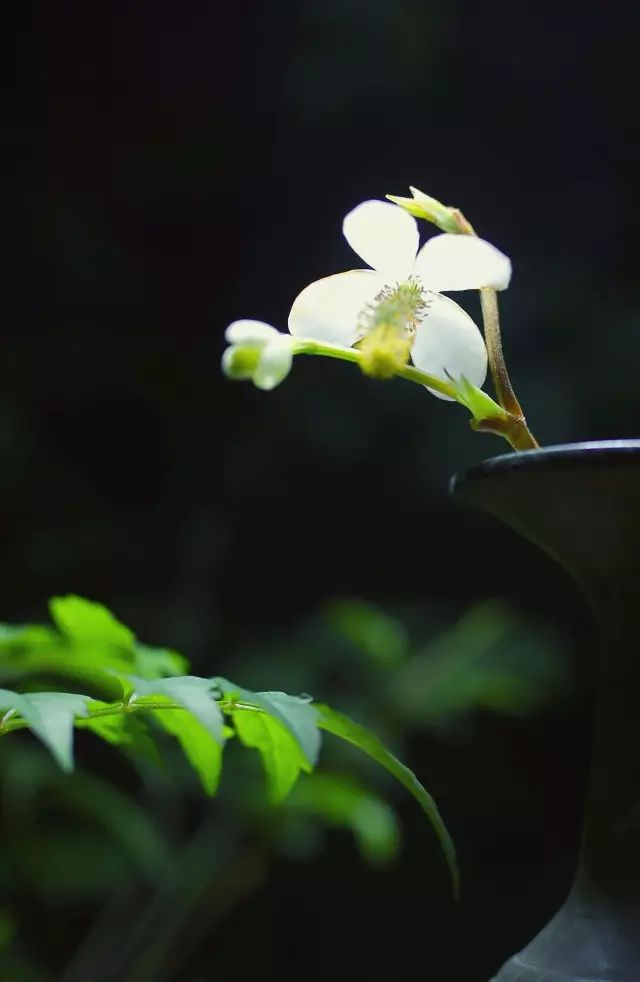 鱼腥草舌尖上的康县——鱼腥草