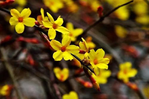 春暖花开 你能叫出这些花的名字吗