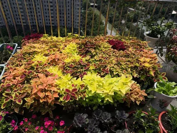 别养绿萝了，4种“耐荫彩叶”花，家里光少，也能全年绚丽多姿花叶万年青也有好看的品种