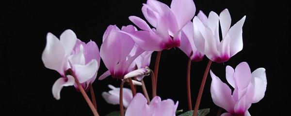 仙客来花期多久，开花期怎么养仙客来有“三怕”，养不好的花友，十有八九都是没做好，赶紧改