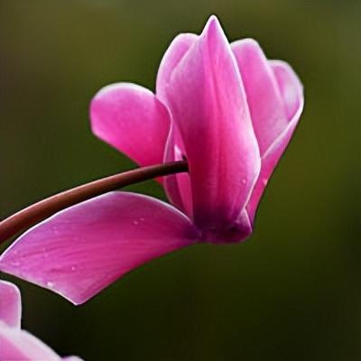 花百科——仙客来仙客来有“4怕”，绕过这几个坑，花开200天