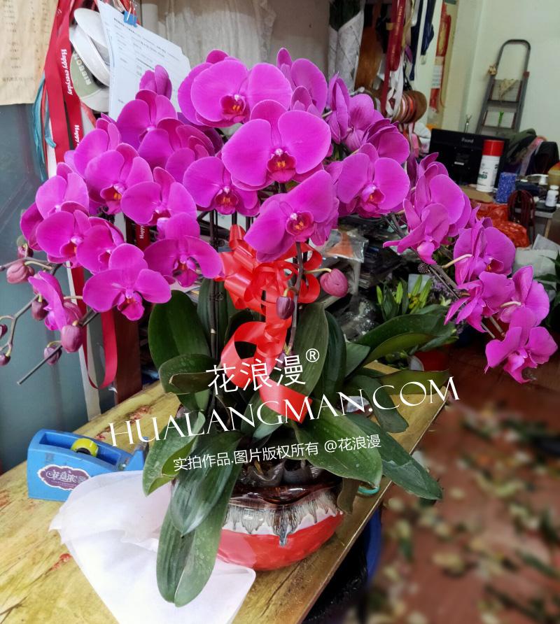 兰花的意义和象征,兰花的花语以及兰花代表的含义是什么