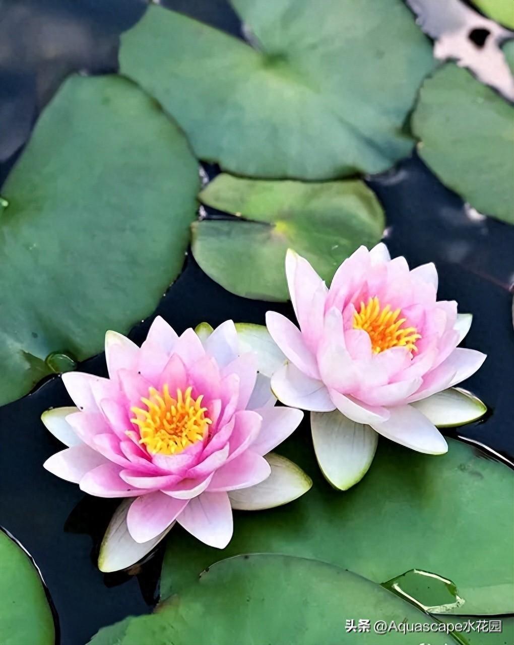 如何种植睡莲睡莲怎么种，可以全水养吗