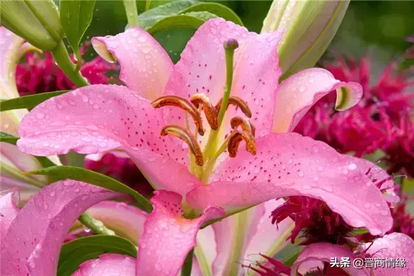 送百合花几朵各代表什么