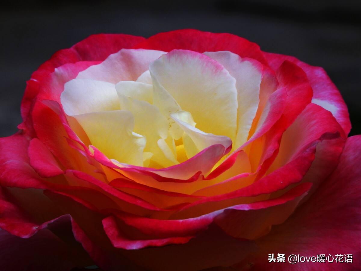 月季花语是什么